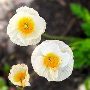 Meet your Posher, Sheena C